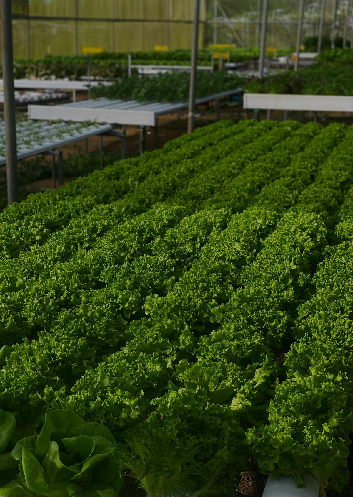 The future of agriculture